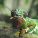 Biodiversity - A green and red chamelon lizard sitting on a branch